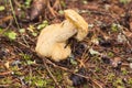 Bolete eater covering a porcini mushroom Royalty Free Stock Photo