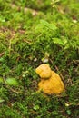 Bolete eater covering porcini mushroom Royalty Free Stock Photo