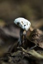 Bolete fungus parasitised by an Ascomycete fungus. Buskett, Malta