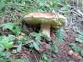 Bolete hiden in forest