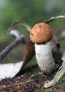 Bolete mushroom