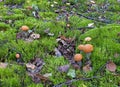 boletus mushroom ,autumn flood of mushrooms, bia?owieza forest