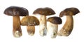 Bolete mushrooms Royalty Free Stock Photo