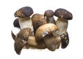 Bolete mushrooms Royalty Free Stock Photo