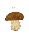 Bolete mushrooms. Hand drawn vintage vector illustration. - Vector