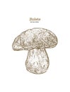 Bolete mushrooms. Hand drawn vintage vector illustration. - Vector