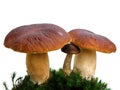 Bolete mushrooms on moss isolated on white