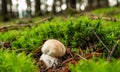 Bolete stands under moss in the forest Royalty Free Stock Photo