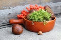 Boletes and rowan in terracotta pan