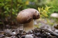 Boletus Royalty Free Stock Photo
