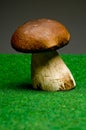 Boletus