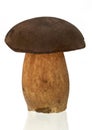 Boletus Royalty Free Stock Photo
