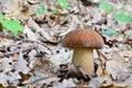 Boletus aereus or bronze bolete on dry oak leaves Royalty Free Stock Photo