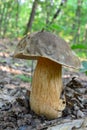 Boletus aereus, the dark cep or bronze bolete mushroom Royalty Free Stock Photo