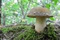 Boletus aereus, the dark cep or bronze bolete Royalty Free Stock Photo