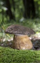 Boletus aereus is a highly prized and much sought-after edible mushroom in the family Boletaceae. Royalty Free Stock Photo