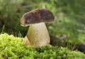 Boletus aereus is a highly prized and much sought-after edible mushroom in the family Boletaceae. Royalty Free Stock Photo