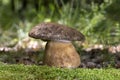 Boletus aereus is a highly prized and much sought-after edible mushroom in the family Boletaceae Royalty Free Stock Photo