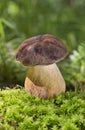 Boletus aereus is a highly prized and much sought-after edible mushroom in the family Boletaceae Royalty Free Stock Photo