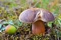 Boletus aereus mushroom