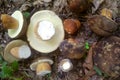 Boletus aereus mushroom Royalty Free Stock Photo