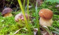 Boletus aereus mushroom Royalty Free Stock Photo