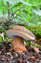 Boletus aereus mushroom (Porcini, Porcino, Cep, Steinpilz) 1 Royalty Free Stock Photo