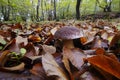 Boletus aereus - porcine