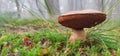 Boletus aestivalis basque country summer Royalty Free Stock Photo