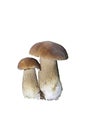 Boletus aestivalis (Boletus reticulatus)on white background.