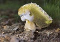 Boletus aestivalis and Hypomyces chrysospermus is a parasitic ascomycete fungus that grows on mushrooms of the genus boletus