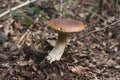 Boletus aestivalis wild mushroom Royalty Free Stock Photo