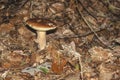 Boletus aestivalis Royalty Free Stock Photo