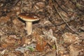 Boletus aestivalis