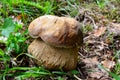 Boletus Aestivalis