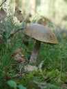 Boletus Royalty Free Stock Photo