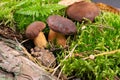 Boletus Badius or Bay Bolete Mushrooms in Wold Forest