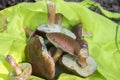 Boletus badius common brown edible bay boletes in green bag