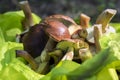 Boletus badius common brown edible bay boletes in green bag