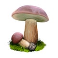 Boletus badius, Imleria badia or bay bolete mushroom closeup digital art illustration. Edible and pored fungus has