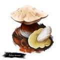 Boletus barrowsii mushroom digital art illustration. White cap king ingredient biological kind of plants, mushrooming