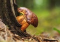 Boletus brown edible mushrooms in the forest.