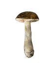 Boletus brown mushroom watercolor illustration.