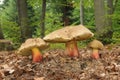 Boletus calopus Royalty Free Stock Photo