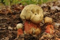 Boletus calopus Royalty Free Stock Photo