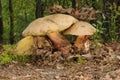 Boletus calopus Royalty Free Stock Photo