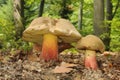 Boletus calopus Royalty Free Stock Photo