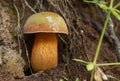 Boletus calopus in the forest Royalty Free Stock Photo