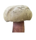 Boletus Calopus , an inedible mushroom, isolated on transparent background. Royalty Free Stock Photo