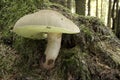 Boletus Calopus - Mushroom Royalty Free Stock Photo